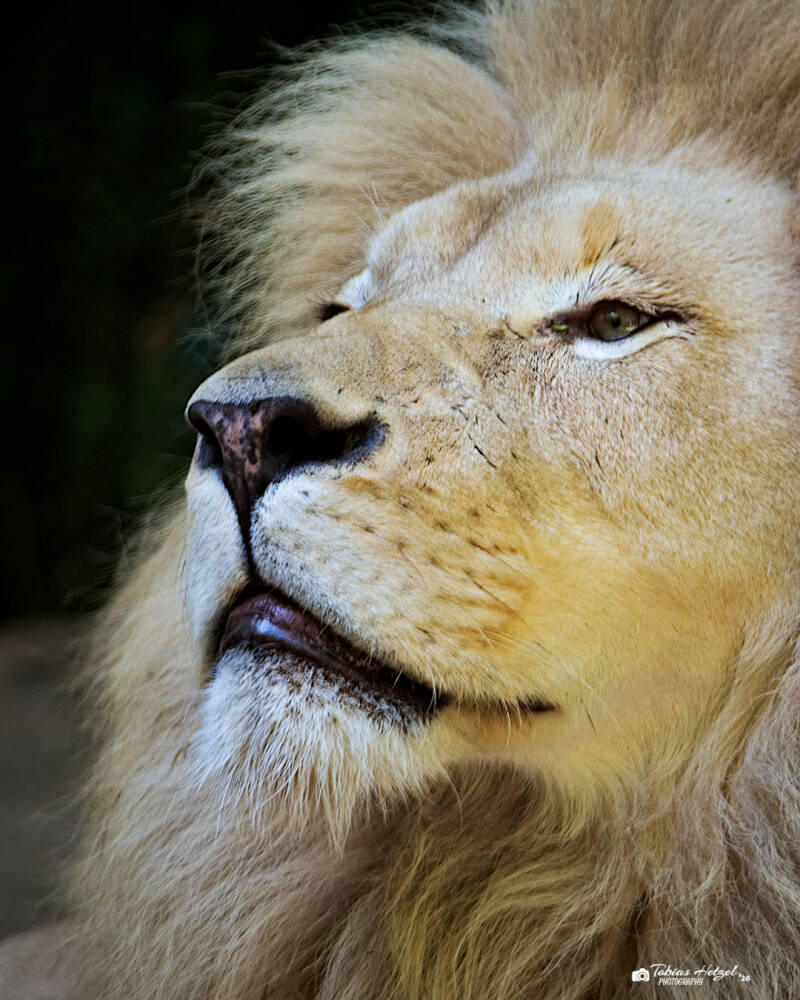 Weißer Transvaal-Löwe | Zoo Neunkirchen | 08.08.2026
