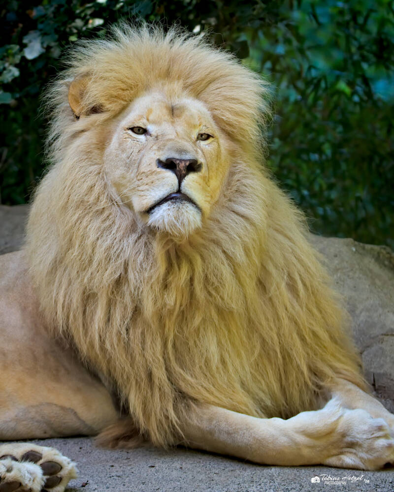 Weißer Transvaal-Löwe | Zoo Neunkirchen | 08.08.2026
