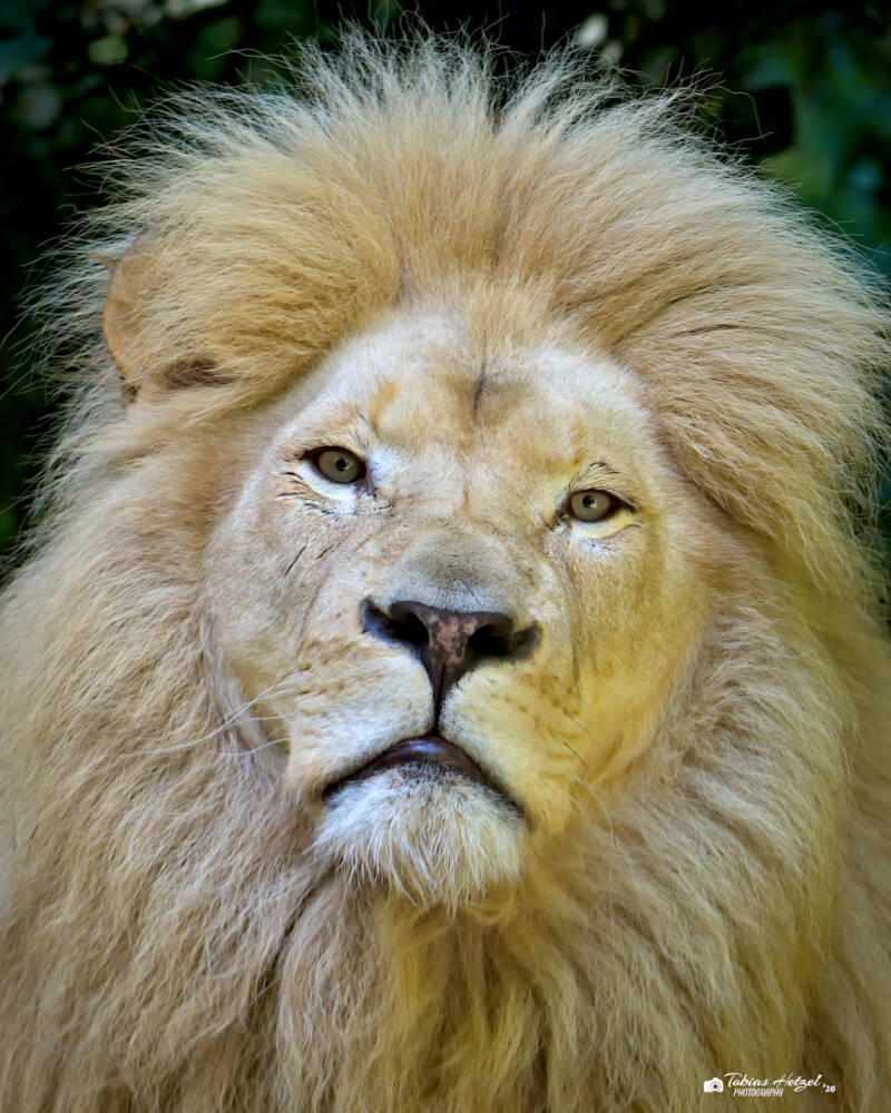 Weißer Transvaal-Löwe | Zoo Neunkirchen | 08.08.2026