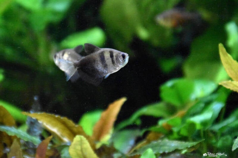 Trauermantelsalmler | Tierpark Göppingen | 10.03.2023