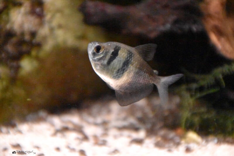 Trauermantelsalmler | Vivarium Darmstadt | 25.10.2022