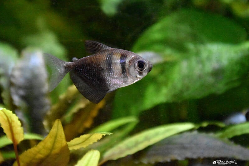 Trauermantelsalmler | Tierpark Göppingen | 10.03.2023