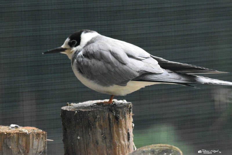 Trauerseeschwalbe | Zoo Plzen | 17.09.2022