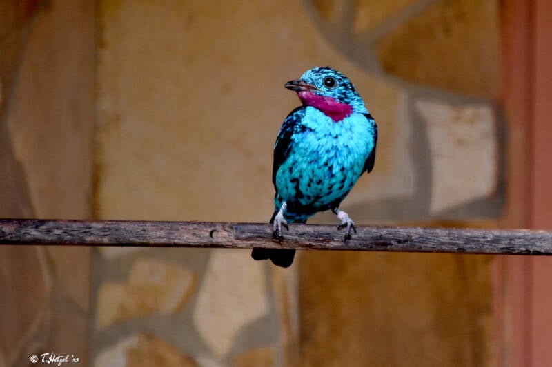 Türkiskotinga | Weltvogelpark Walsrode | 09.06.2023