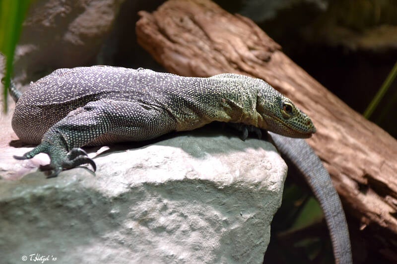 Türkiswaran | Kölner Zoo | 03.12.2023