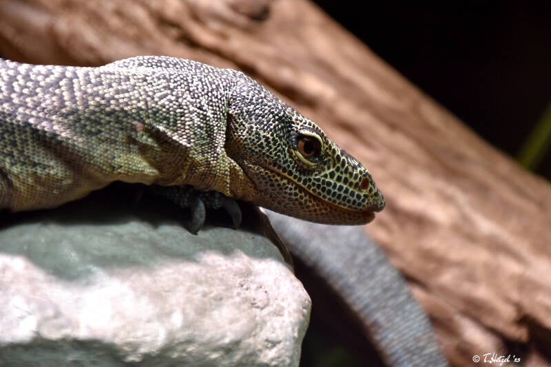 Türkiswaran | Kölner Zoo | 03.12.2023
