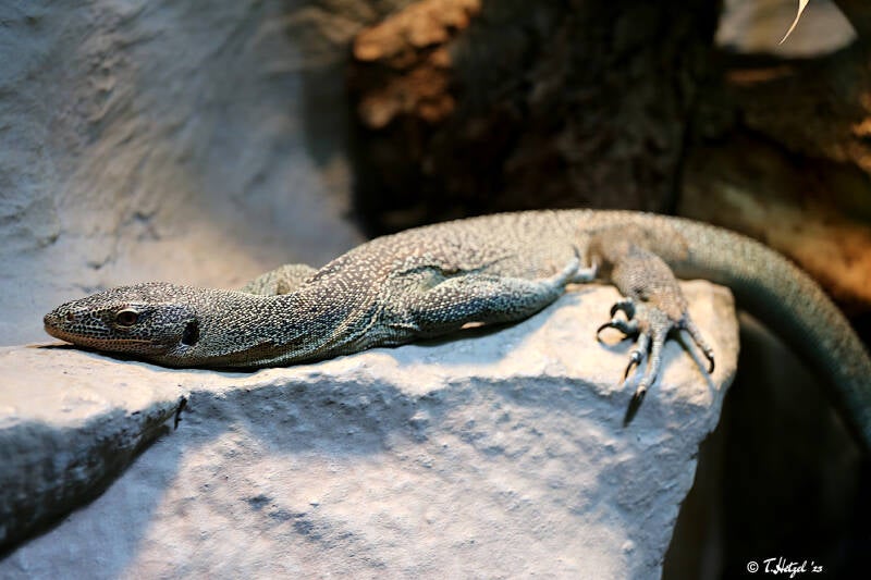 Türkiswaran | Kölner Zoo | 28.12.2018