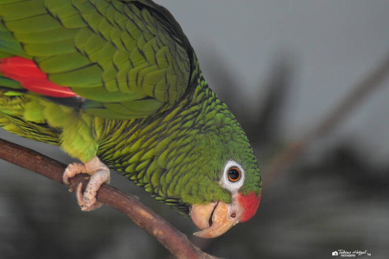 Tucumanamazone | Zoologischer Stadtgarten Karlsruhe | 03.07.2020