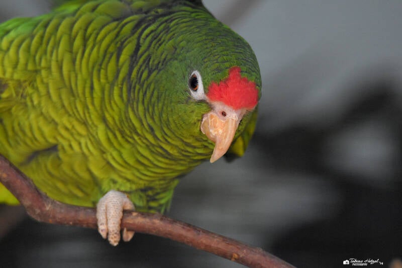 Tucumanamazone | Zoologischer Stadtgarten Karlsruhe | 03.07.2020