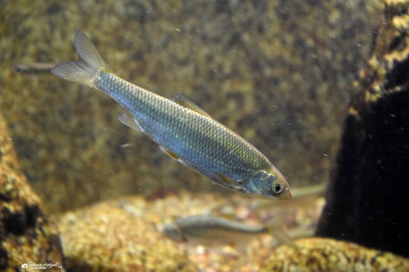 Ukelei | Wilhelma Stuttgart | 16.06.2023