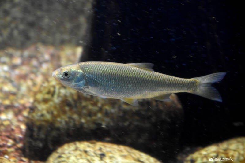 Ukelei | Wilhelma Stuttgart | 16.06.2023