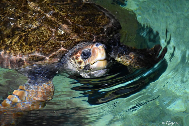 Unechte Karettschildkröte