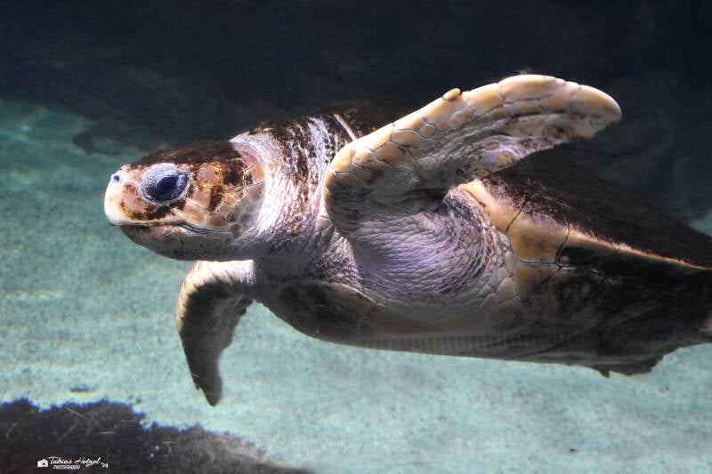 Unechte Karettschildkröte | Marineland Antibes | 16.12.2023