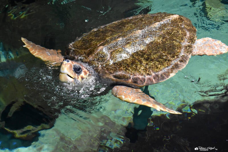 Unechte Karettschildkröte | Marineland Antibes | 16.12.2023