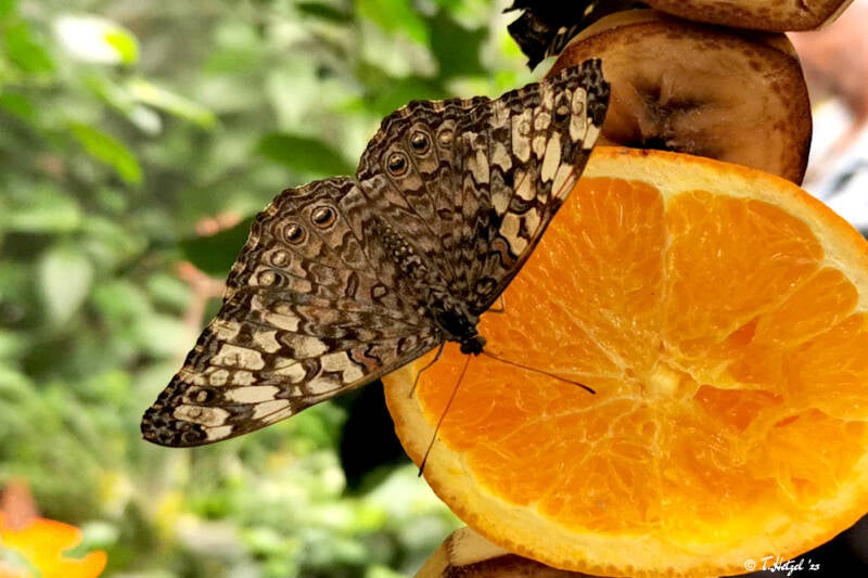 Variabler Mosaikfalter | Palmengarten Frankfurt | 21.04.2023