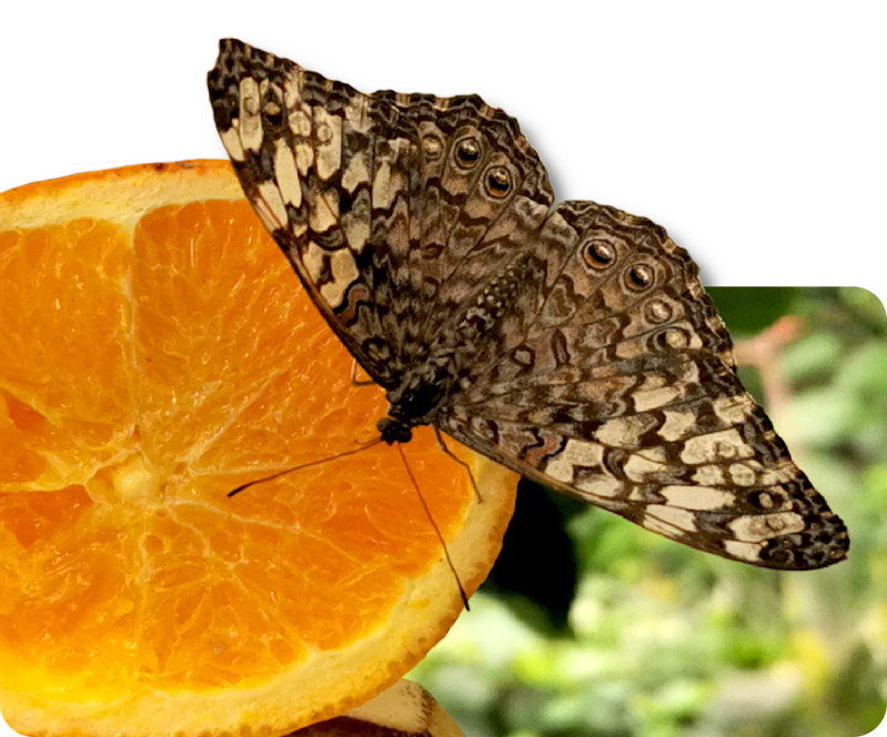 Variabler Mosaikfalter