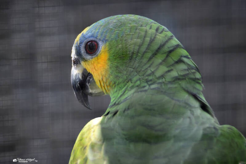 Venezuelaamazone | Vogelpark Bobenheim-Roxheim | 15.05.2022