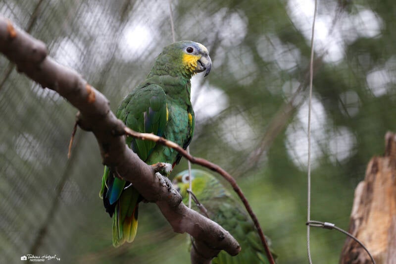 Venezuelaamazone | Vogelburg Weilrod-Hasselbach | 11.06.2019
