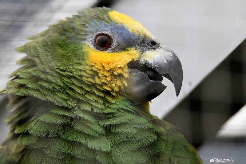 Venezuelaamazone | Zie-Zoo, Volkel | 05.07.2021