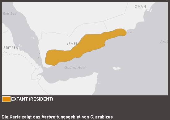 Verbreitungskarte Arabisches Chamäleon