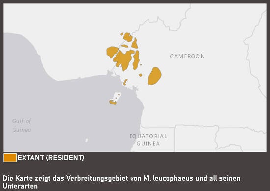 Verbreitungskarte Drill (kein Unterartenstatus)