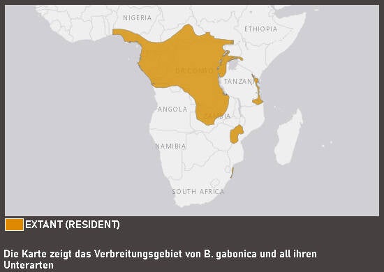 Verbreitungskarte Gabunviper (kein Art- oder Unterartenstatus)