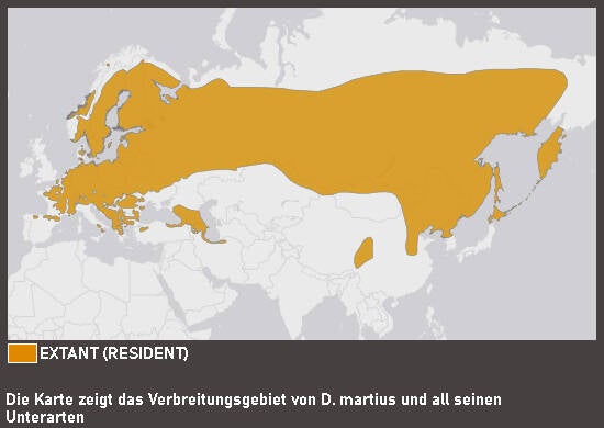 Verbreitungskarte Schwarzspecht