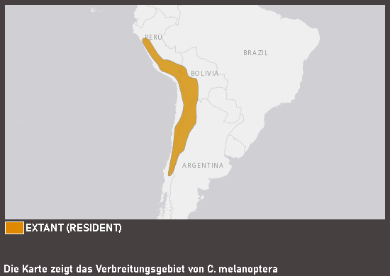 Verbreitungskarte Andengans