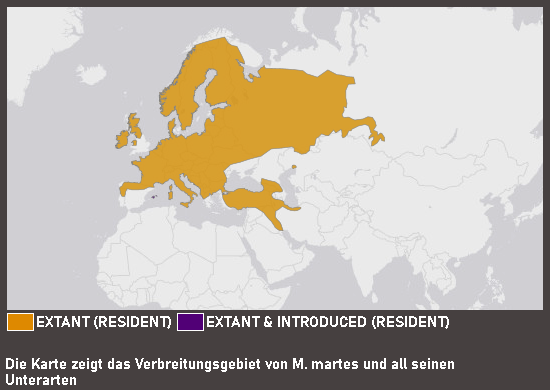 Verbreitungskarte Baummarder
