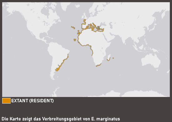 Verbreitungskarte Brauner Zackenbarsch