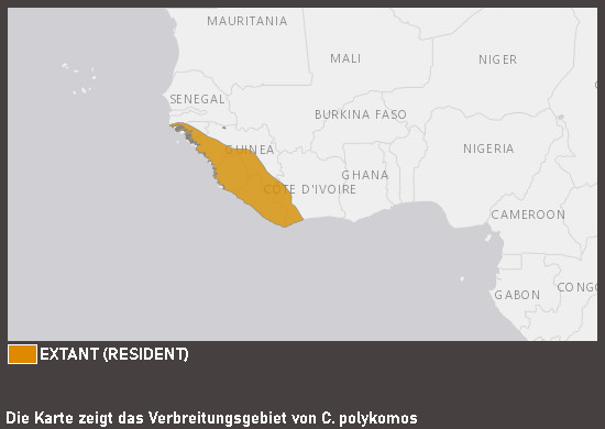 Verbreitungskarte Bärenstummelaffe