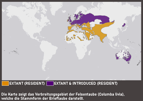 Verbreitungskarte Brieftaube
