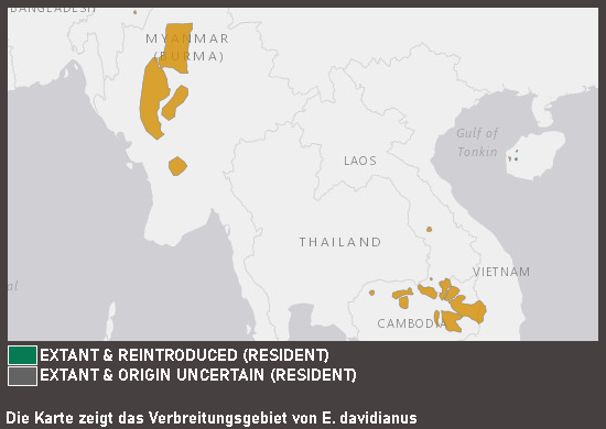 Verbreitungskarte Davidshirsch