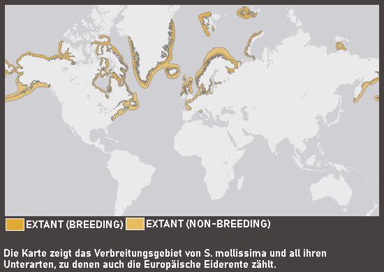 Verbreitungskarte Europäische Eiderente