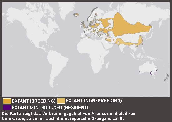 Verbreitungskarte Europäische Graugans