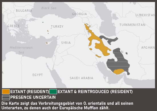 Verbreitungskarte Europäischer Mufflon