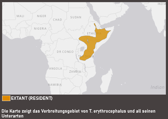 Verbreitungskarte Flammenkopf-Bartvogel