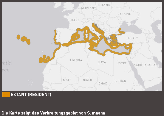 Verbreitungskarte Gefleckte Schnauzenbrasse