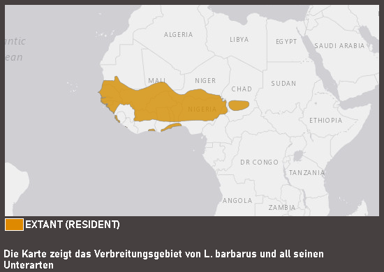 Verbreitungskarte Goldscheitelwürger