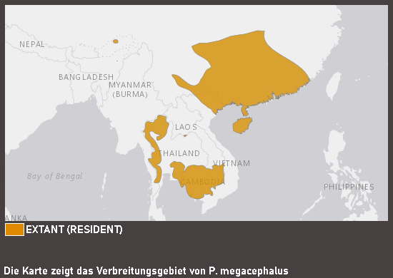 Verbreitungskarte Großkopf-Ruderfrosch