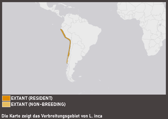 Verbreitungskarte Inkaseeschwalbe