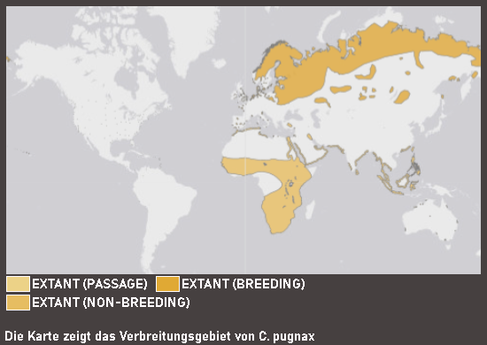 Verbreitungskarte Kampfläufer