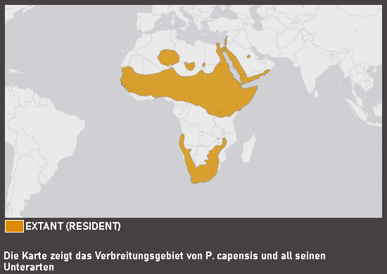 Verbreitungskarte Klippschliefer (kein Unterartenstatus)