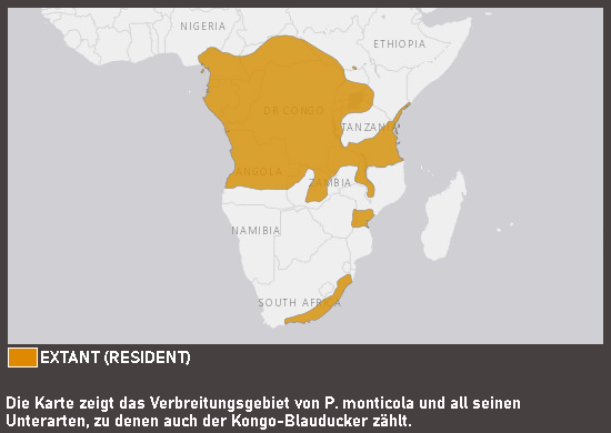 Verbreitungskarte Kongo-Blauducker