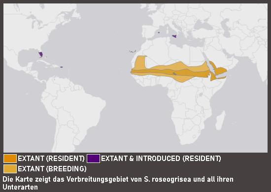 Verbreitungskarte Lachtaube