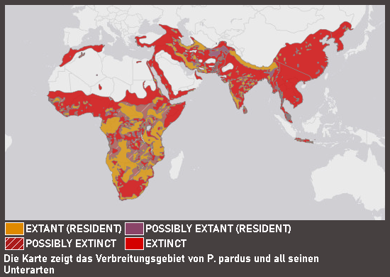 Verbreitungskarte Leopard (kein Unterartenstatus)