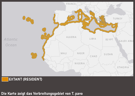 Verbreitungskarte Meerpfau