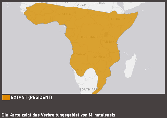 Verbreitungskarte Natal-Vielzitzenmaus