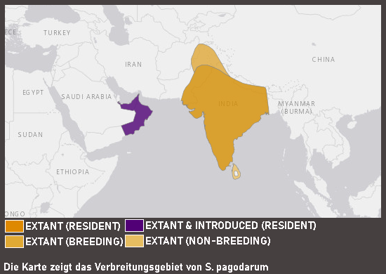 Verbreitungskarte Pagodenstar