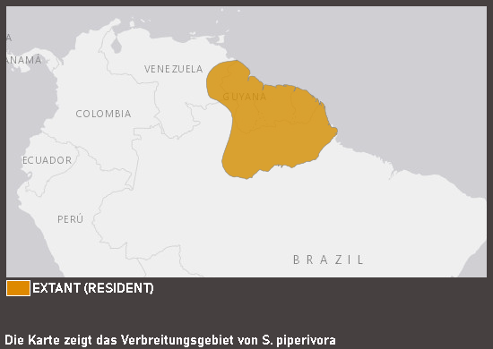 Verbreitungskarte Pfefferarassari